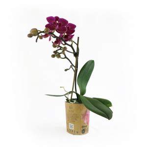 ORCHIDEA VASO 9CM