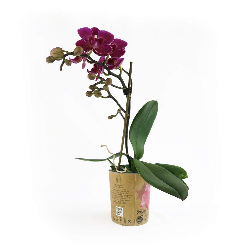 Planta de orquídea morada