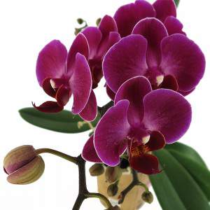 Fleurs pourpres phalaenopsis