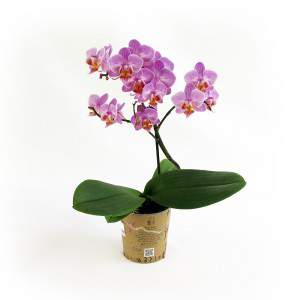 Planta de orquídea lila