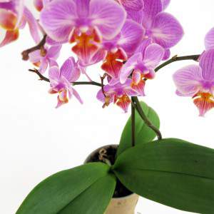 Orchidea lilla fiori