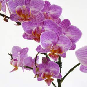 Flores lilás de falaenopsis