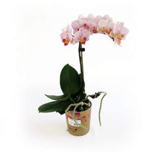 Pink orchid plant
