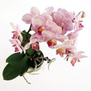 Pink orchid plant flowers