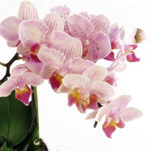 Phalaenopsis rosa Blüten