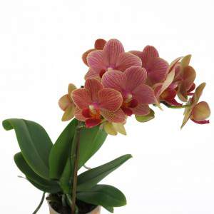Fleurs de pêche d’orchidée