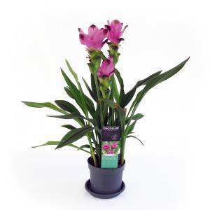 CURCUMA VASE