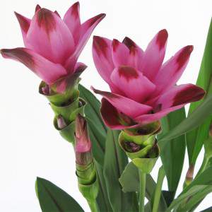 Kurkuma-Blumen