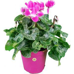 Ciclamin de feuille de lierre ou Cyclamen persicum rose