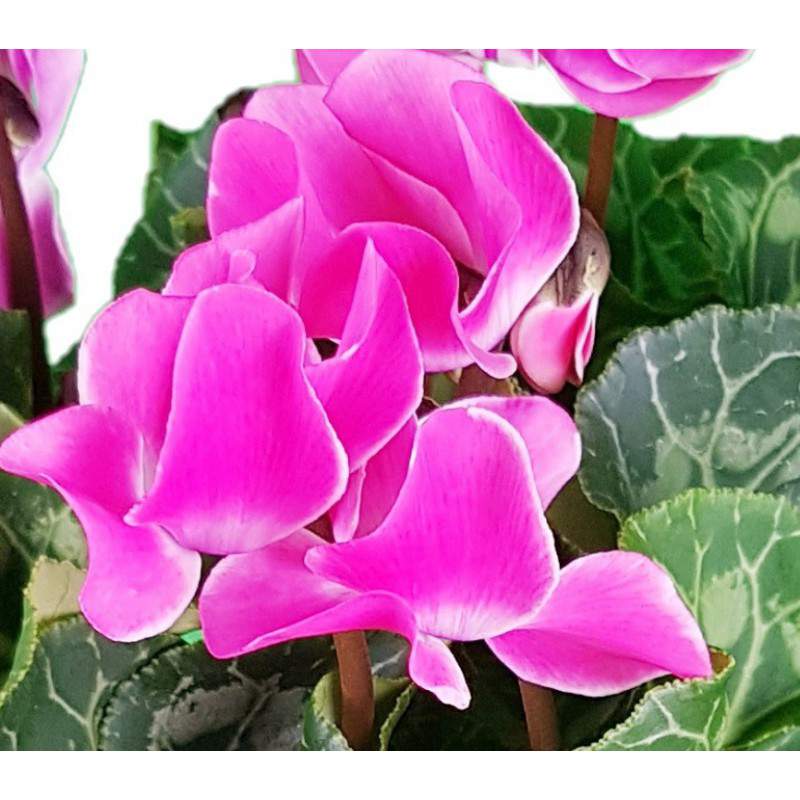 Cyclamen Persicum or Ivy-leaved Cyclamen - Anticadutavasi