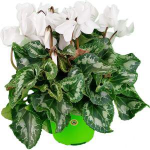 Cyclamen de hoja de hiedra o Cyclamen persicum