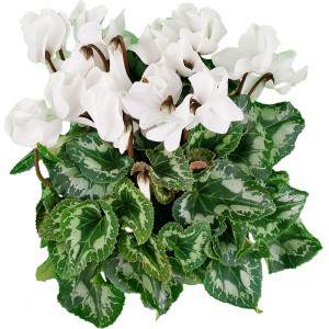 Ciclamino a foglie di edera o Cyclamen Persicum bianco
