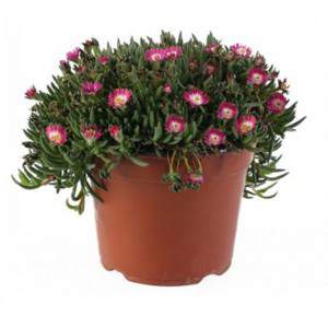 Delosperma - saftige Pflanze - 14cm rote Vase