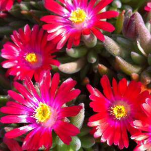 Delosperma - Saftige Blumenpflanze