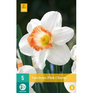 Large cup narcissus bulbs