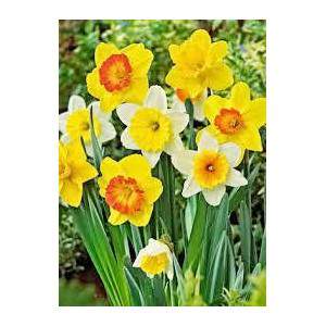 large cupped yellow and white daffodils