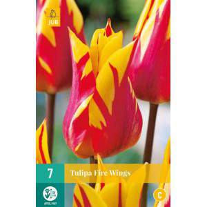 Lâmpadas de tulipas fire wings