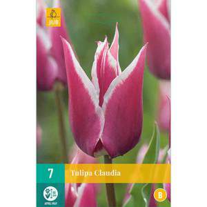 Bulbos de tulipán claudia