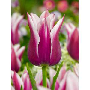 Lâmpada de tulipa Claudia florescendo