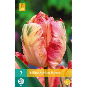 Bulbes de tulipe de perroquet d’abricot
