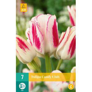 Multiflora tulip bulbs Candy Club