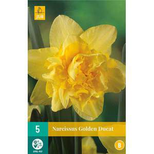 daffodil bulb golden ducat