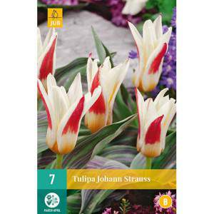 Bulbes de tulipes Greigii