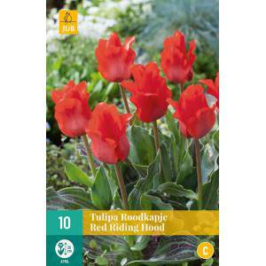 Cebulki tulipana Czerwonego Kapturka