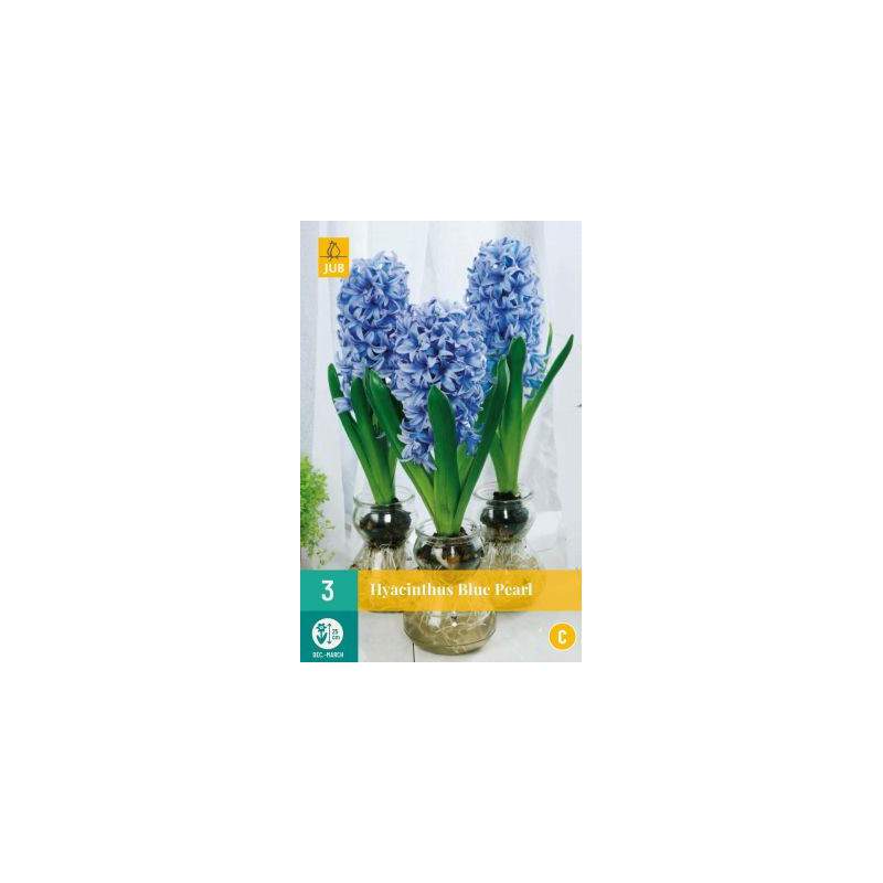 Bulbos de jacinto de agua perlado - Anticadutavasi Bulbos de jacinto de agua perlado - Anticadutavasi
