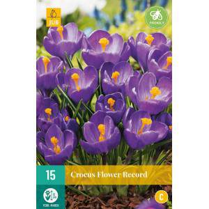 Bulbos de Crocus Flower Record