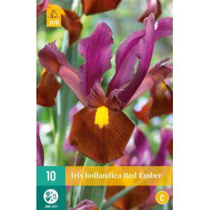 Bulbes d’iris de braise rouge