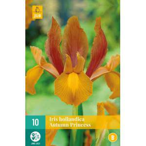 Bulbos de iris hollandica Autumn Princess