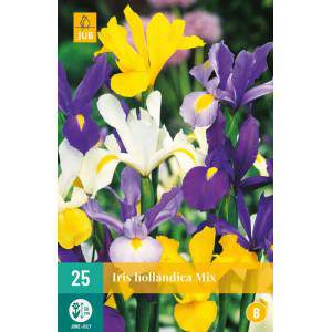 Bulbos de iris mixto hollandica