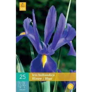 Bulbes d’iris bleus