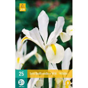 Bulbos de iris hollandica blanco