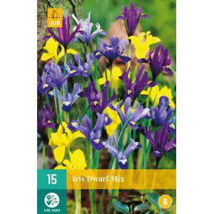 Dwarf Mixed iris bulbs