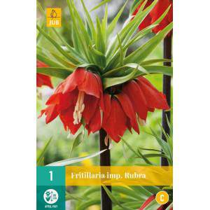 Bulbos de Fritillaria imperialis rubra maxima