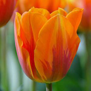 bulbe de tulipe princesse irene orange