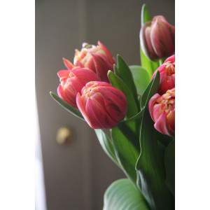 bulbo de tulipán colón púrpura