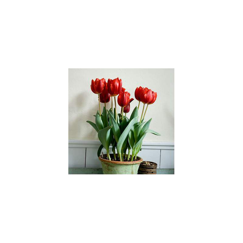Bulbes de tulipes couleur cardinal - Anticadutavasi