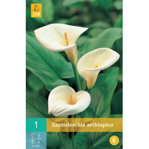 Calla aethiopica Zwiebeln