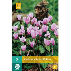 Bulbi di ciclamino hederifolium