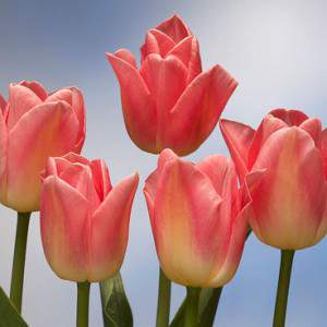 dynastie d’ampoules de tulipe