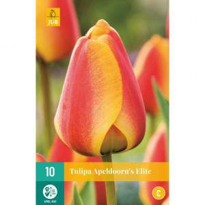 cebula tulipana apeldoorn elite