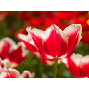 bulbo de tulipán leen van der mark