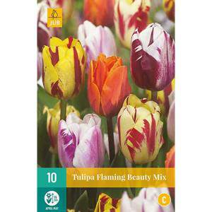 bulwiaste tulipany płonące piękno mix