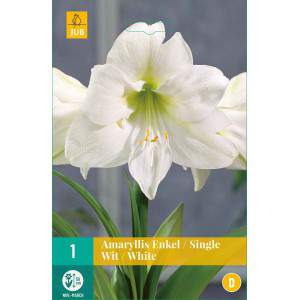 Amarillis white bulbs