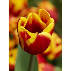 bulbo tulip dinamarca