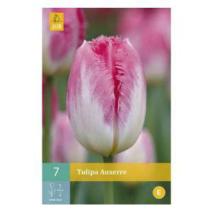 Glühbirne Tulpe auxerre weiß und rosa