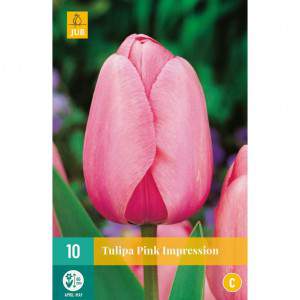 Bulbes de tulipes hybrides Darwin